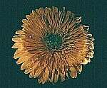 Klick: Parallelsicht Stereobild 43kB: Gelbe Blume