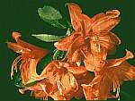 Klick: Parallelsicht Stereobild 31kB: Orangene Blumen