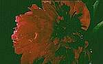 Klick: Parallelsicht Stereobild 22kB: Lilarote Pfngstrose