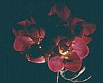 Klick: Parallelsicht Stereobild 26kB: Rotlila Blumen