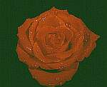 Klick: Parallelsicht Stereobild 27kB: Rote Rose