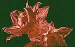 Klick: Parallelsicht Stereobild 28kB: Rote Blumen