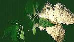 Klick: Parallelsicht Stereobild 28kB: Weißer Flieder