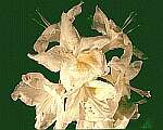 Klick: Parallelsicht Stereobild 35kB: Weiße Blumen