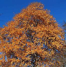 klick: Bild 420kB: Im Herbst