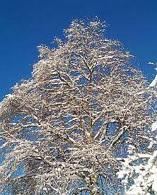 klick: Bild 457kB: Im Winter