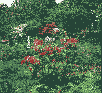 Klick: Bild 239kB