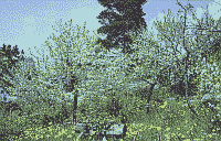 Klick: Bild 207kB