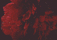 Klick: Bild 381kB