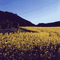 Klick: Bild 158kB: Albtypische Rapsromantik
