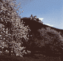 Klick: Bild 215kB: Kirschblüte und eine Burgruine am steilen Hang: Albromantik