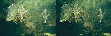 Klick: Stereobild 37kB