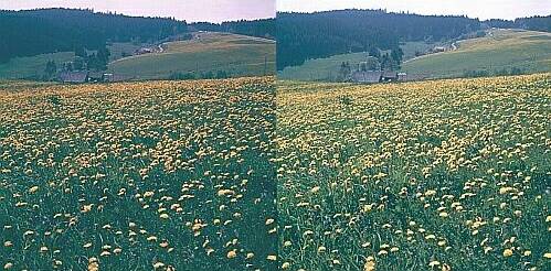 Klick: Bild 266kB
