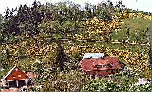bei Triberg/St. Georgen/Mittlerer Schwarzwald