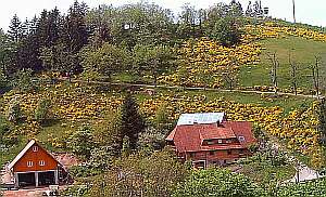 bei Triberg/St. Georgen/Mittlerer Schwarzwald