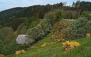bei Triberg/St. Georgen/Mittlerer Schwarzwald