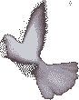 Die weiße Taube als Symbol für den Hl. Geist
