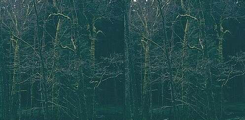 Parallelsicht Stereobild Waldweben 1