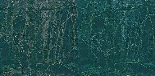 Parallelsicht Stereobild Waldweben 10