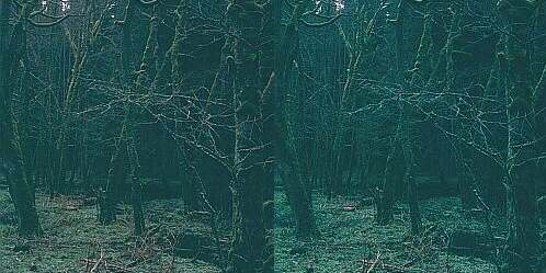 Parallelsicht Stereobild Waldweben 11