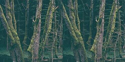 Parallelsicht Stereobild Waldweben 18