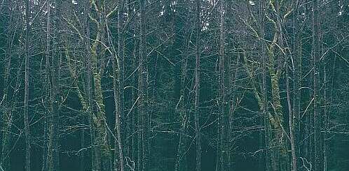 Parallelsicht Stereobild Waldweben 2