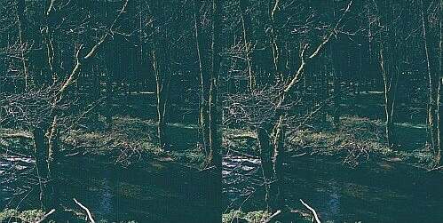 Parallelsicht Stereobild Waldweben 23