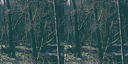 Parallelsicht Stereobild Waldweben 24