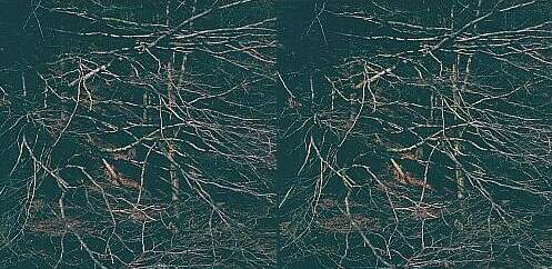 Parallelsicht Stereobild Waldweben 5