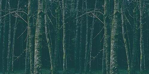 Parallelsicht Stereobild Waldweben 7