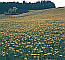 Klick: Bild 294kB aus der Region S&uuml;dlicher Schwarzwald, im Jostal bei Titisee, ca. Fr&uuml;hling 2003