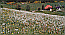 Klick: Bild 230kB aus der Region Wasserscheide Rhein/Donau in Schonach, Hof aus dem 17. Jhdt., 13.5.2007
